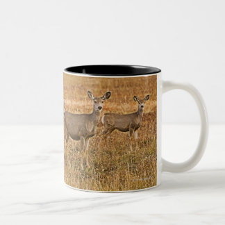 Maultierrotwild (Odocoileus hemionus) eins auf Zweifarbige Tasse