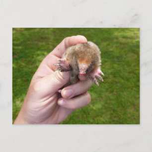 Maulwurf gegen Gras.jpg Postkarte