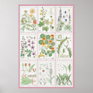 Maurice Pillard Verneuil Botanische Illustrationen Poster