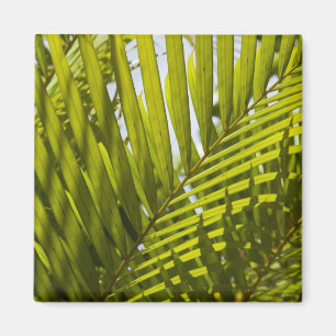Mauritius, Central Mauritius, Moka, Palme 2 Magnet