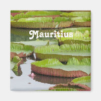 Mauritius Lily Pads