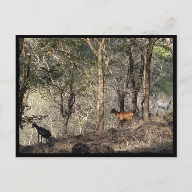 Mauritius / Maurice Postkarte (Vorderseite)