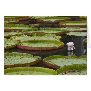 Mauritius, Pamplemousses, SSR Botanischer Garten