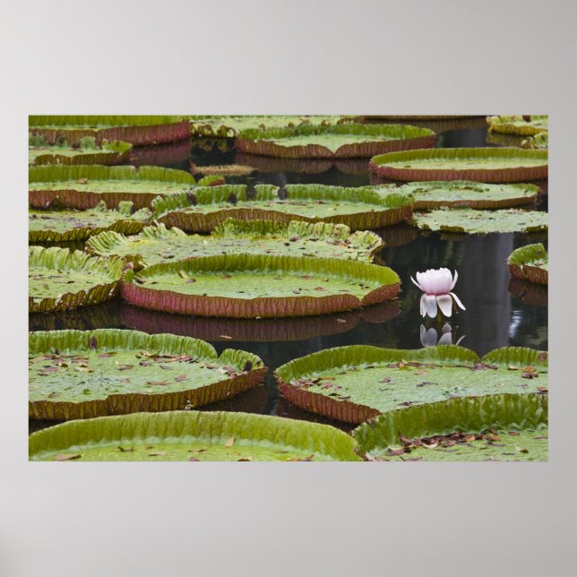Mauritius, Pamplemousses, SSR Botanischer Garten Poster (Vorne)