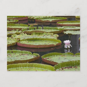 Mauritius, Pamplemousses, SSR Botanischer Garten Postkarte