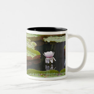 Mauritius, Pamplemousses, SSR Botanischer Garten Zweifarbige Tasse