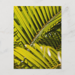 Mauritius, Zentral-Mauritius, Moka, Palme Postkarte