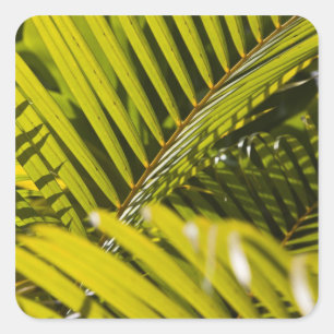 Mauritius, Zentral-Mauritius, Moka, Palme Quadratischer Aufkleber
