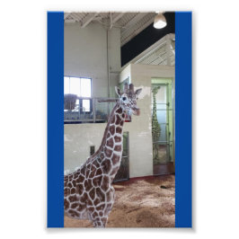 Maus 4X6 Print #1 Fotodruck