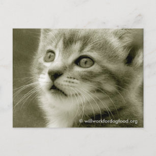 Maus beim Beobachten einer Vogel-Postkarte Postkarte