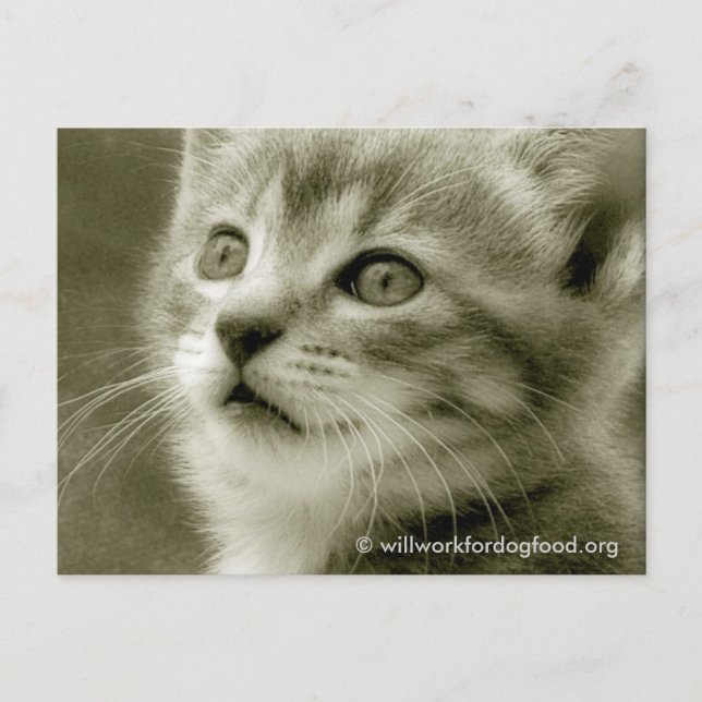 Maus beim Beobachten einer Vogel-Postkarte Postkarte (Vorderseite)