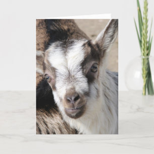 Maus Das Alpenkid Karte