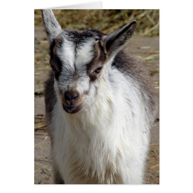 Maus die Ziege (Vorne)