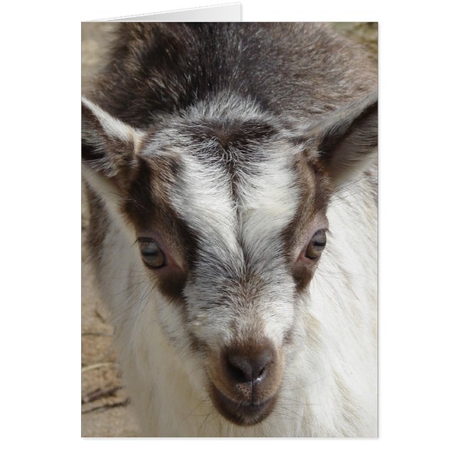 Maus die Ziege (Vorne)