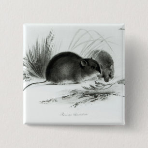 Maus, Feuerland, Südamerika c.1832-36 Button