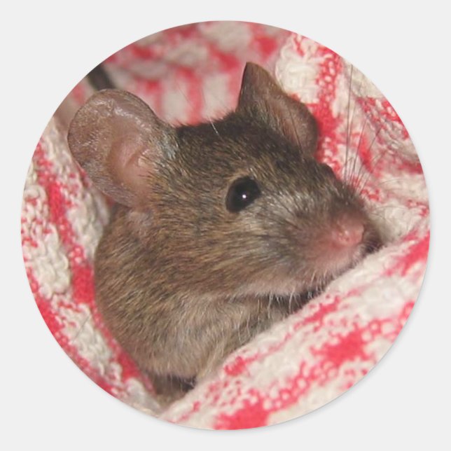 Maus im Haus Runder Aufkleber (Vorderseite)