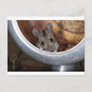 Maus in einem Teekessel Postkarte