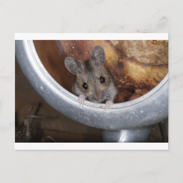 Maus in einem Teekessel Postkarte (Vorderseite)