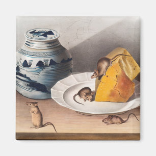 Maus (Mus-musculus) Illustration Magnet