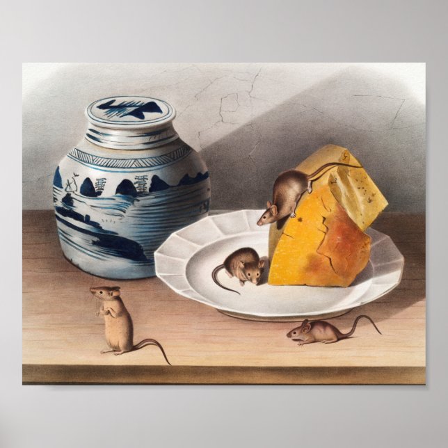 Maus (Mus-musculus) Illustration Poster (Vorne)