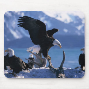 Maus Pad-Eagles Mousepad