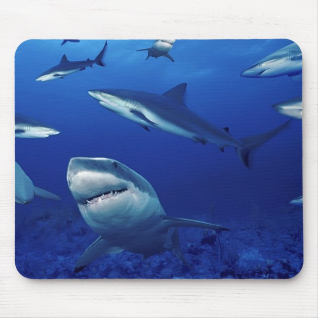 Maus Pad-Sharks Mousepad (Vorne)