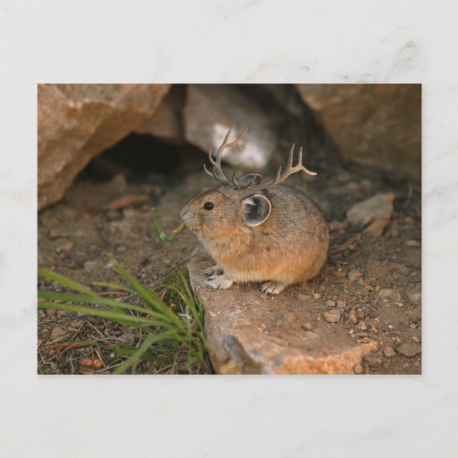 Maus Postkarte (Vorderseite)