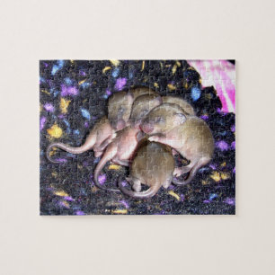 Maus Puzzle: Baby Agouti Mice Puzzle