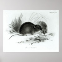 Maus, Tierra del Fuego, Südamerika c.1832-36