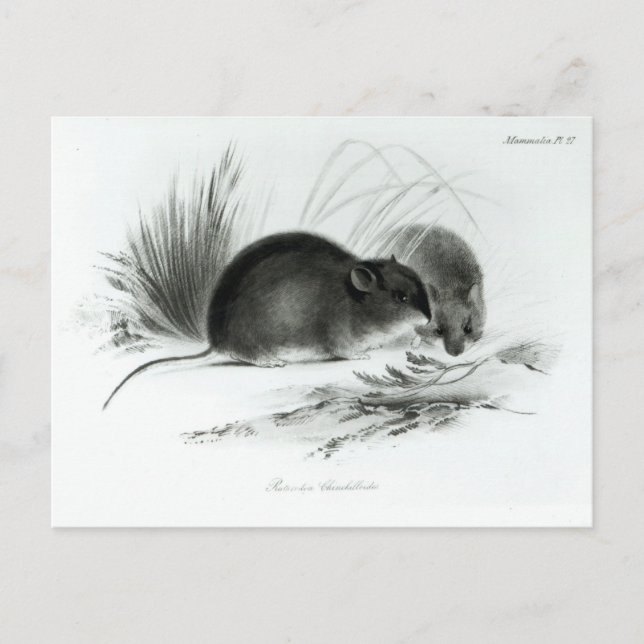Maus, Tierra del Fuego, Südamerika c.1832-36 Postkarte (Vorderseite)