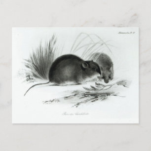 Maus, Tierra del Fuego, Südamerika c.1832-36 Postkarte