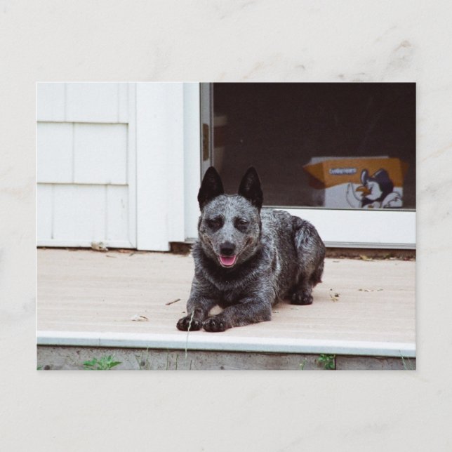 Maus über die Blue Heeler Postkarte (Vorderseite)