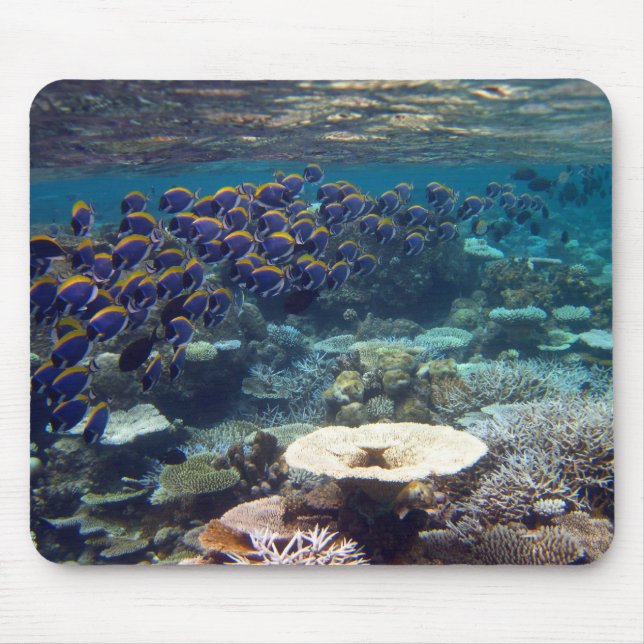 Mäusematte - taubenblauer Chirurg-Fisch Mousepad (Vorne)