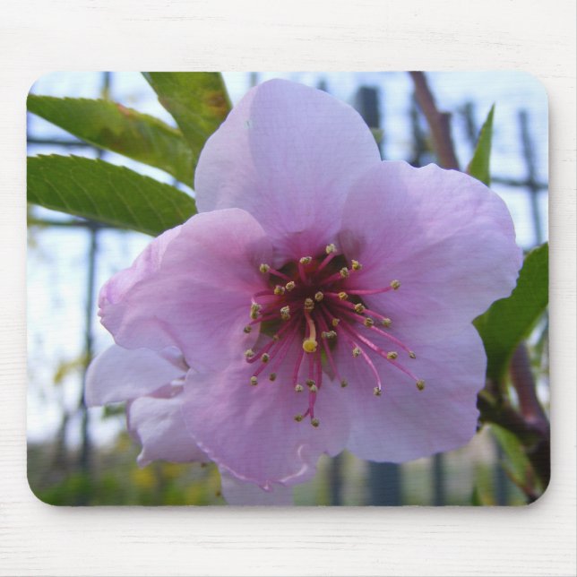 Mauspad mit Blume (Vorne)