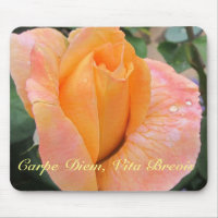 Mauspad--Orange Rose mit Regentropfen