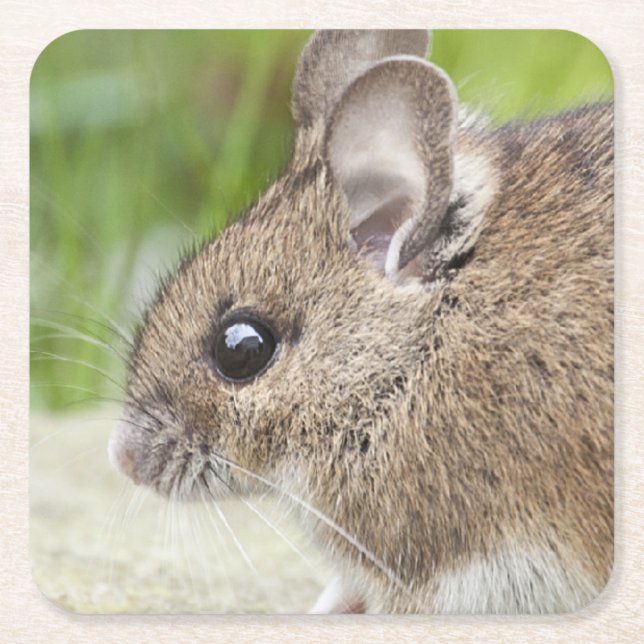 Mausprofil Rechteckiger Pappuntersetzer (Vorderseite)