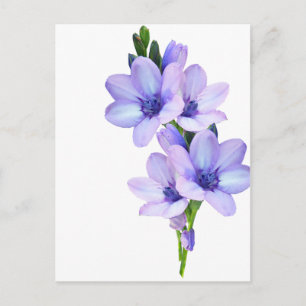 Mauve Lila Blume Postkarte