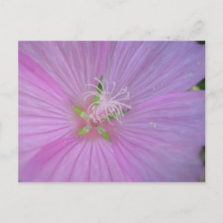 Mauve musquée (2) postkarte
