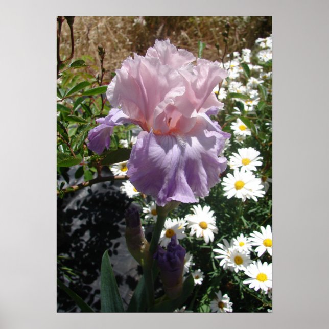 Mauve Pink Iris Floral Blume Foto Poster (Vorne)