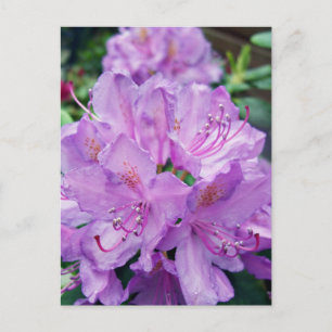 Mauve Rhododendron Postkarte