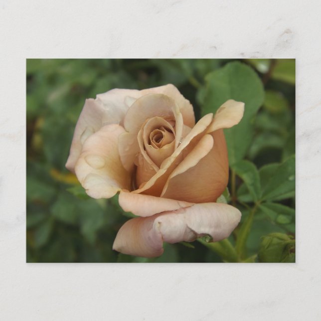 Mauve Rose Postcard Postkarte (Vorderseite)