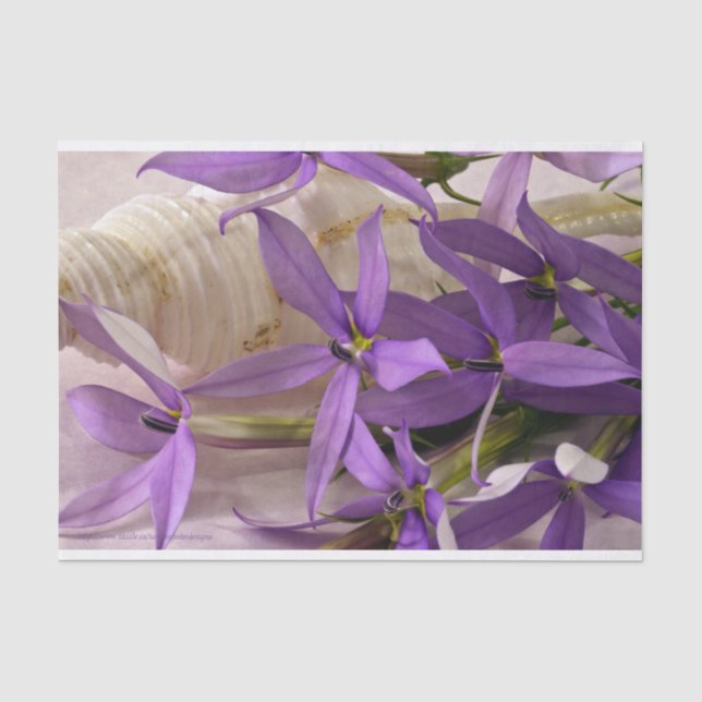Mauve Starshine Laurentia Seidenpapier (Vorderseite)