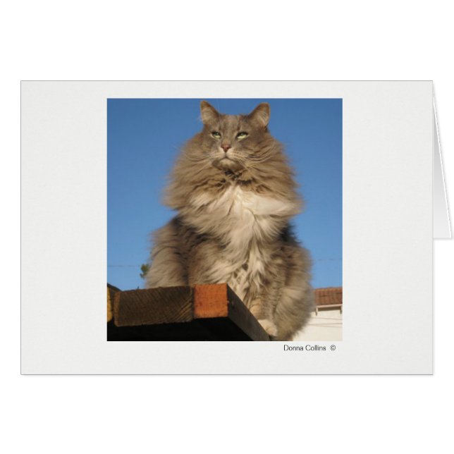 Max. Katze   #-4 (Vorderseite (Horizontal))