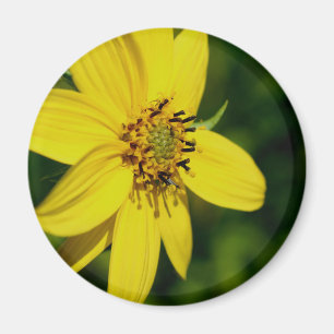 Maximilian-Sonnenblumen-Blumen-Fotografie Magnet
