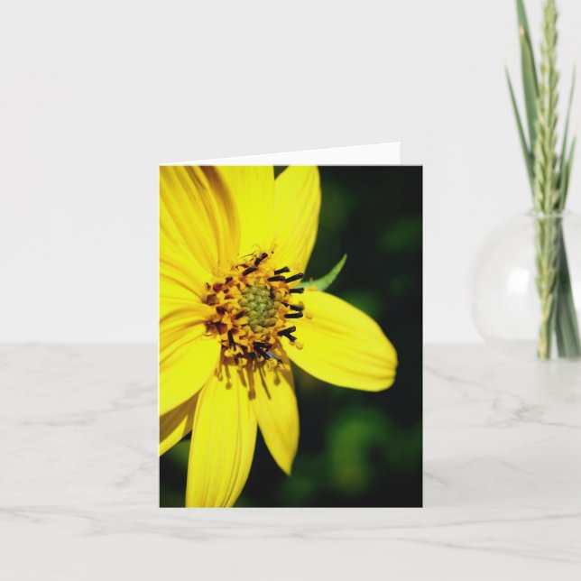 Maximilian Sonnenblumen-Naturfotografie  (Vorderseite)