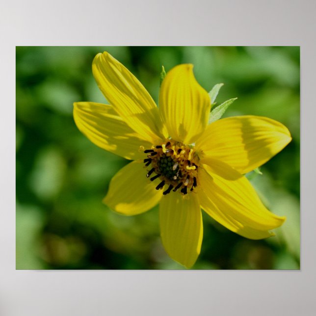 Maximilian Sunflower Poster (Vorne)