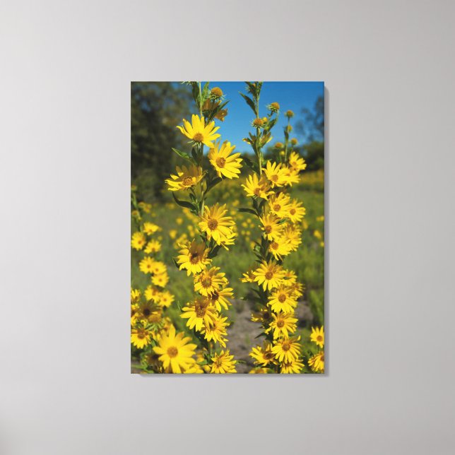 Maximilians Sonnenblume (Helianthus Maximiliani) Leinwanddruck (Vorderseite)