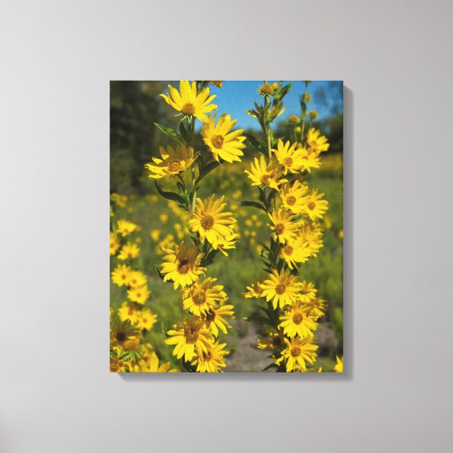 Maximilians Sonnenblume (Helianthus Maximiliani) Leinwanddruck (Vorderseite)