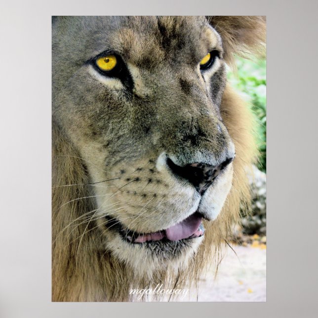 Maximus Poster (Vorne)