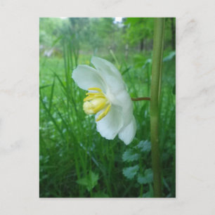 May Apple blühen Postkarte